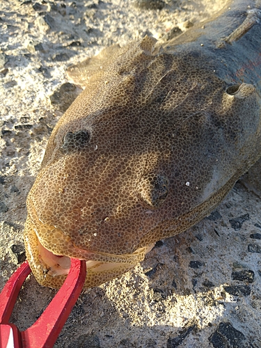 マゴチの釣果