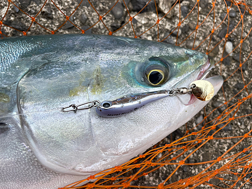 ハマチの釣果