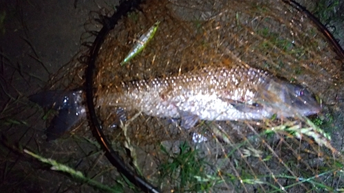 ニゴイの釣果