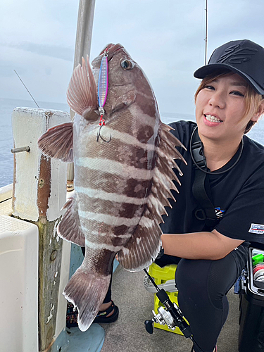 マハタの釣果