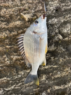 キビレの釣果