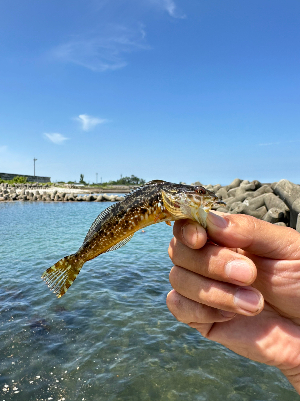 クジメ