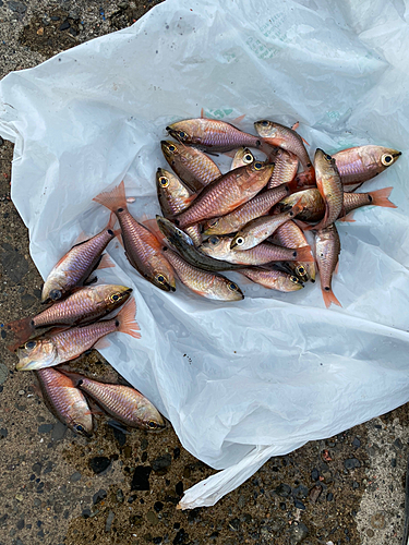 ネンブツダイの釣果