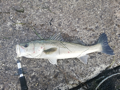 スズキの釣果