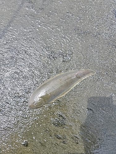 シタビラメの釣果