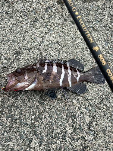 アカハタの釣果