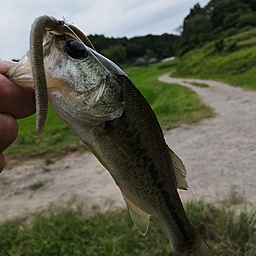 ブラックバス