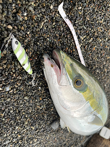 イナダの釣果