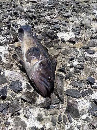 ソイの釣果