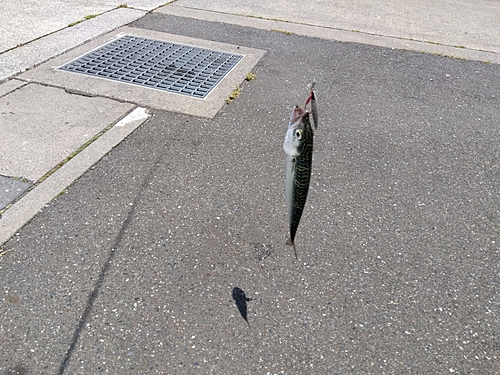 サバの釣果