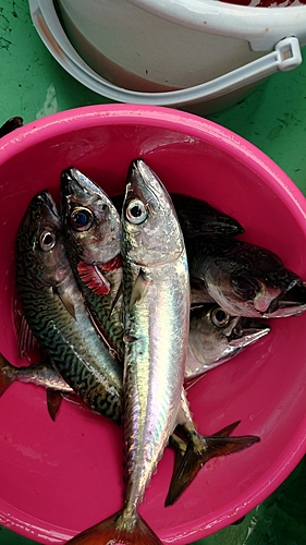 マサバの釣果