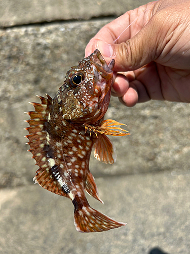 ガシラの釣果