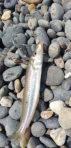 キスの釣果