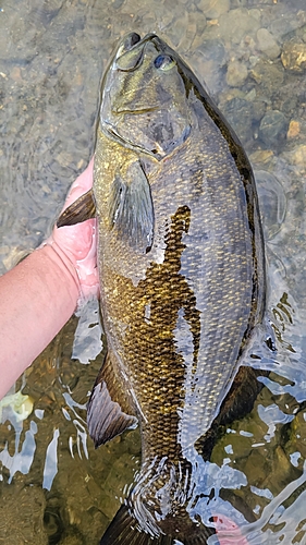 スモールマウスバスの釣果