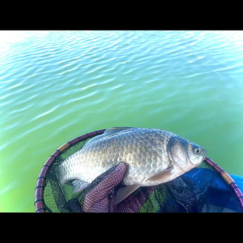 マブナの釣果