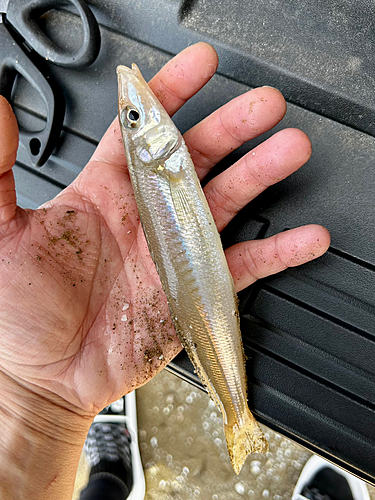 キスの釣果