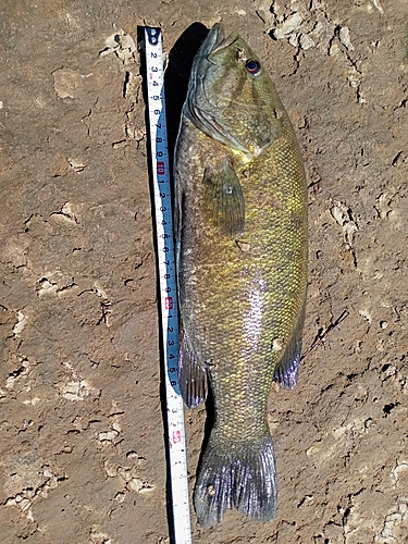 スモールマウスバスの釣果