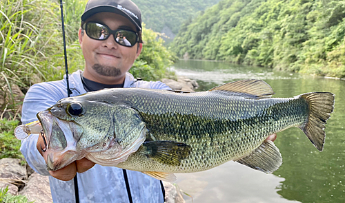 ブラックバスの釣果