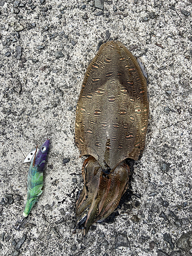 モンゴウイカの釣果