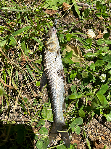 ニゴイの釣果