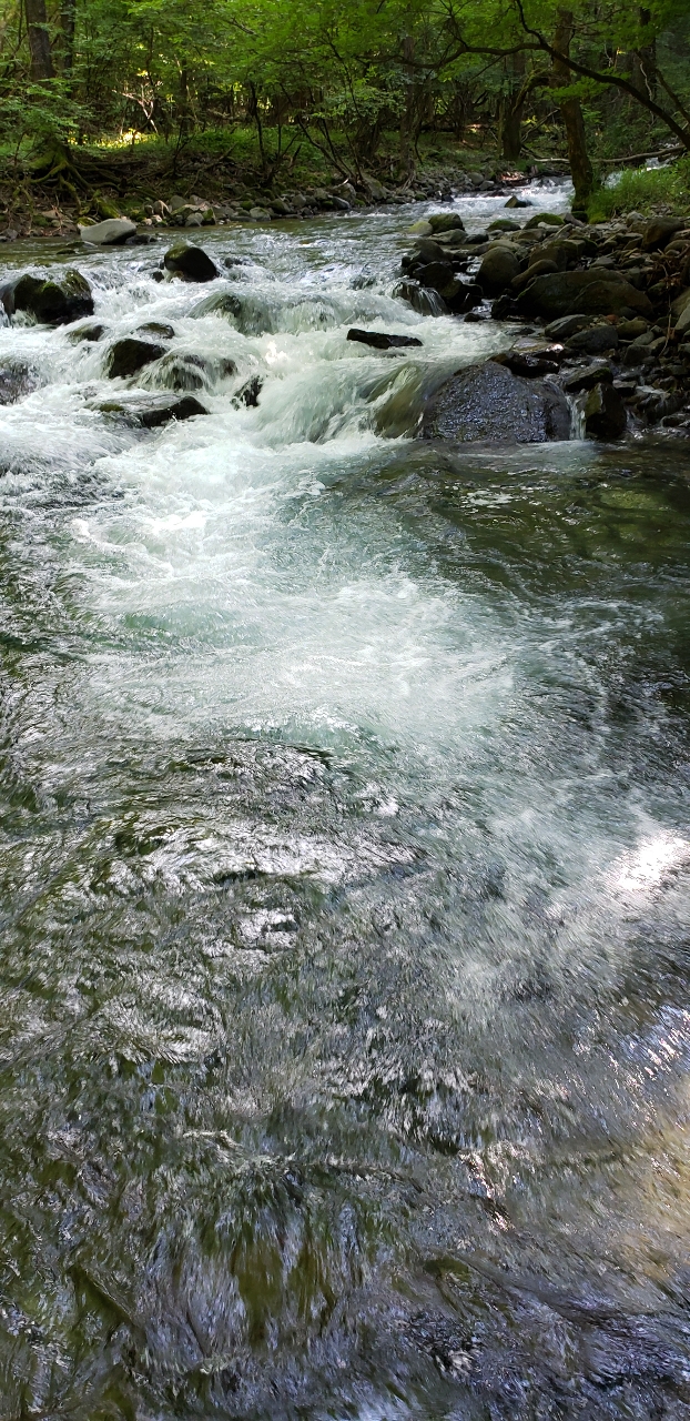 イワナ