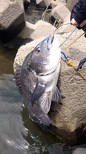 クロダイの釣果