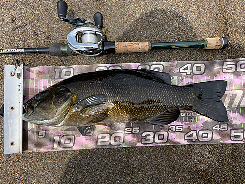 スモールマウスバスの釣果