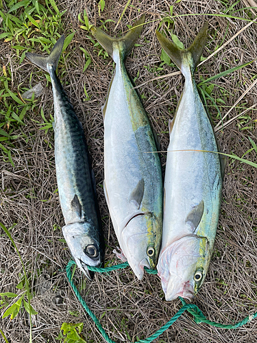 イナダの釣果