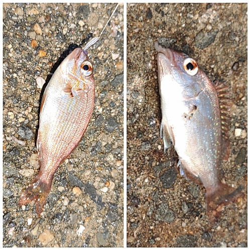 マダイの釣果