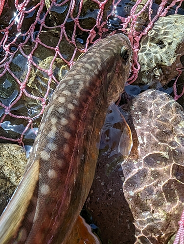 イワナの釣果