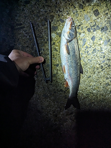 ウグイの釣果