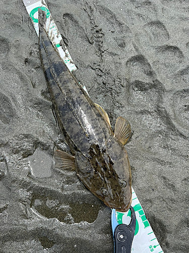 マゴチの釣果