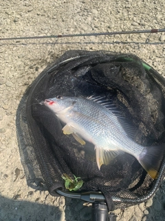 キビレの釣果