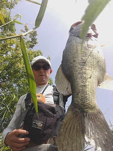 ブラックバスの釣果