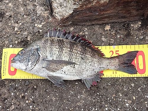 クロダイの釣果