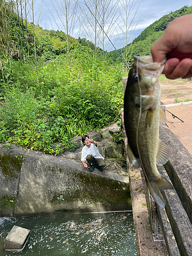 ブラックバスの釣果