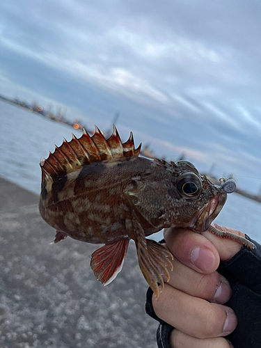 カサゴの釣果