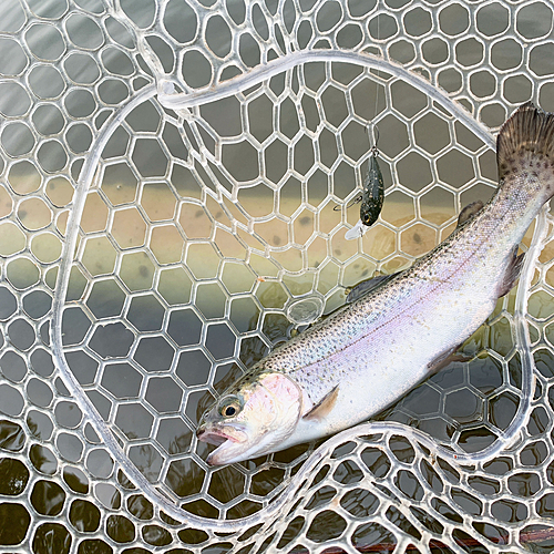 レインボートラウトの釣果