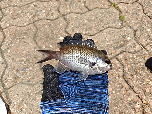 スズメダイの釣果