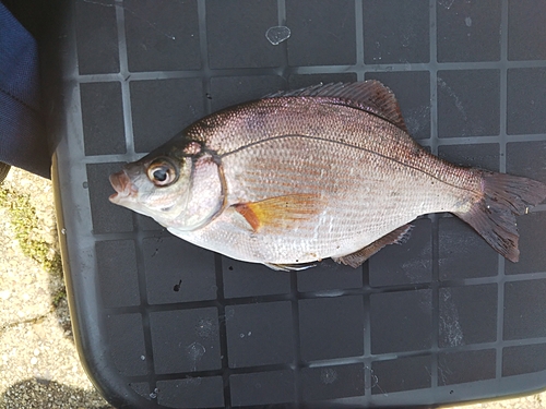 ウミタナゴの釣果