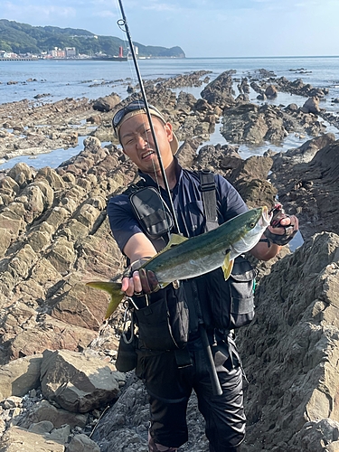 ハマチの釣果