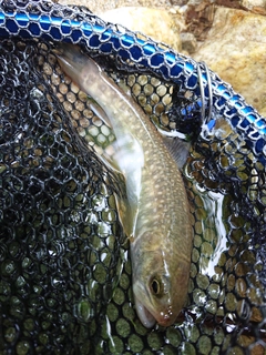 イワナの釣果