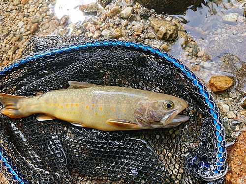 イワナの釣果