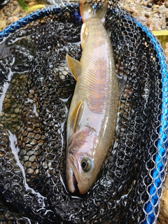 イワナの釣果