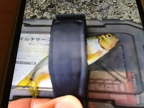 カワムツの釣果