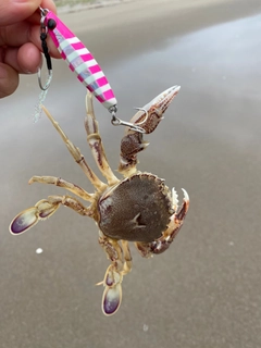 ヒラツメガニの釣果