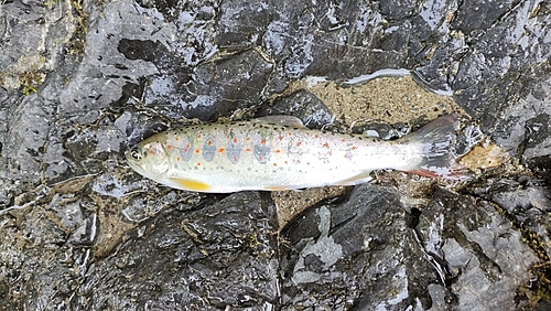 アマゴの釣果