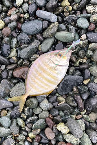 カイワリの釣果