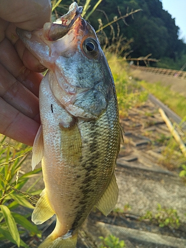 ブラックバスの釣果