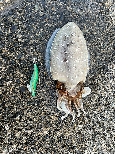 モンゴウイカの釣果